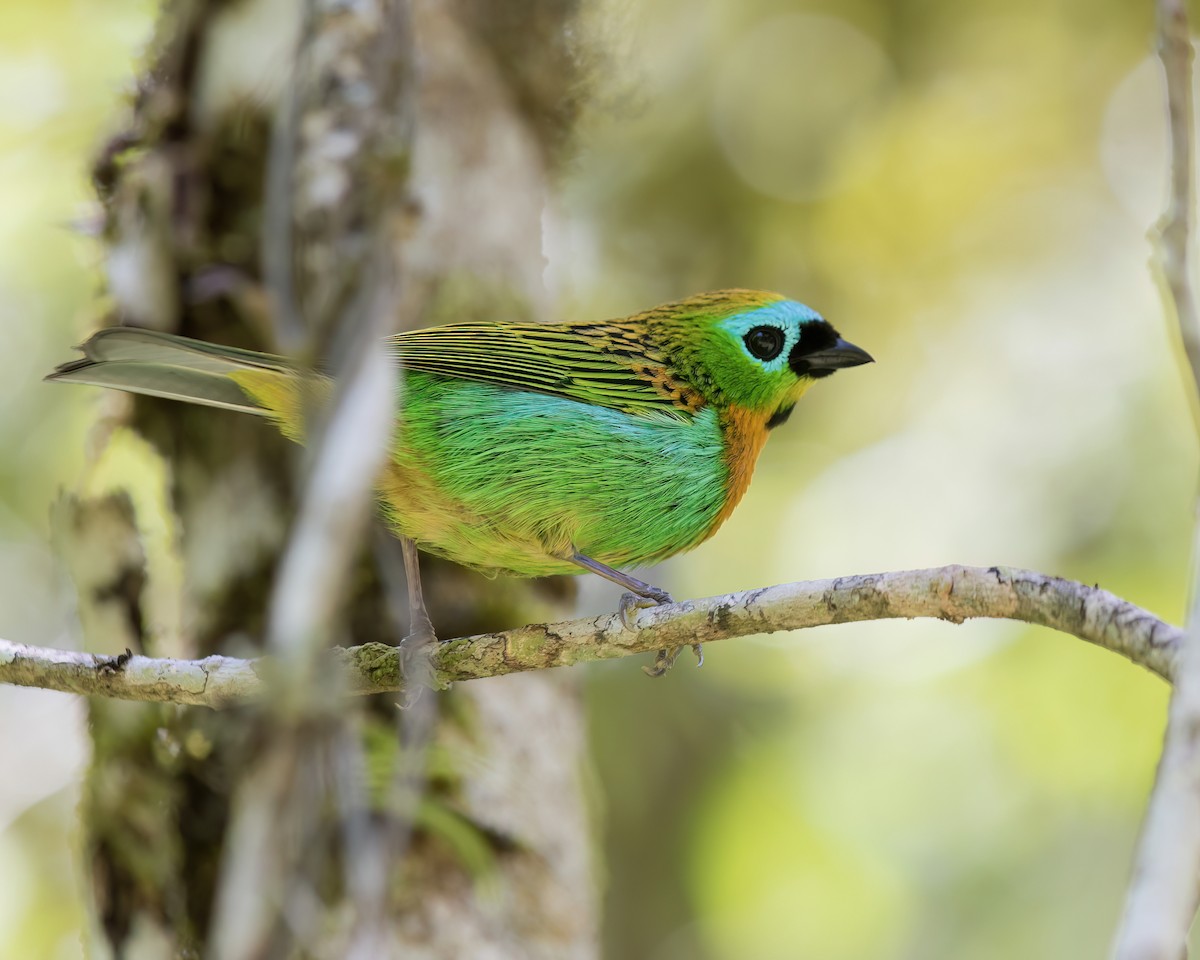 Tangara de Desmarest - ML645686800