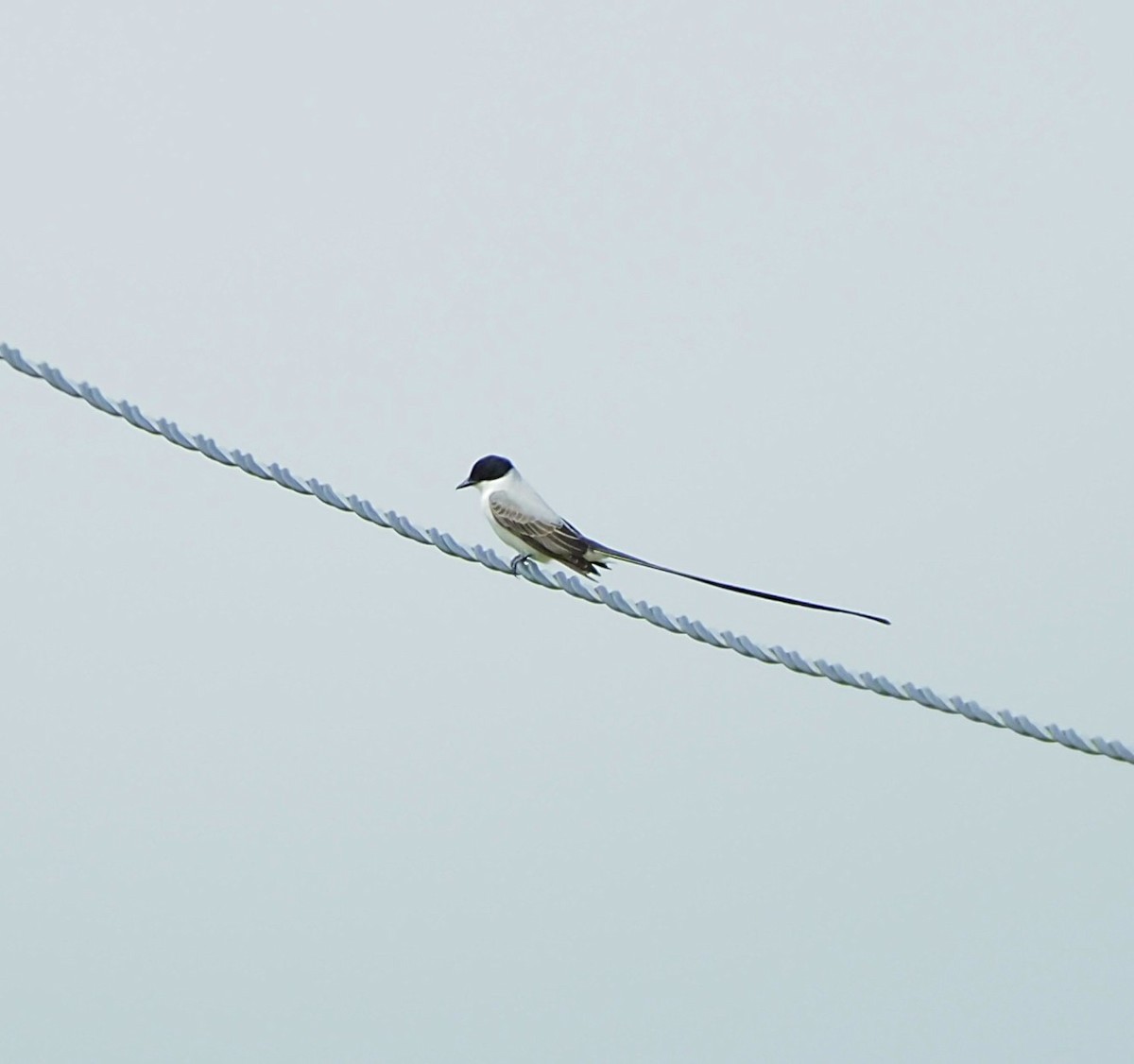 Fork-tailed Flycatcher - ML645686801
