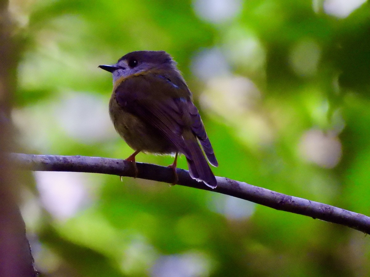 Pale-yellow Robin - ML645686812
