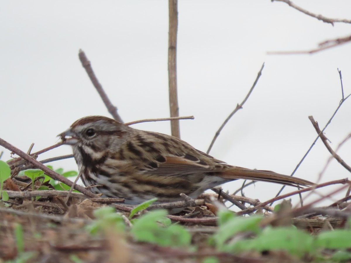 Song Sparrow - ML645686813