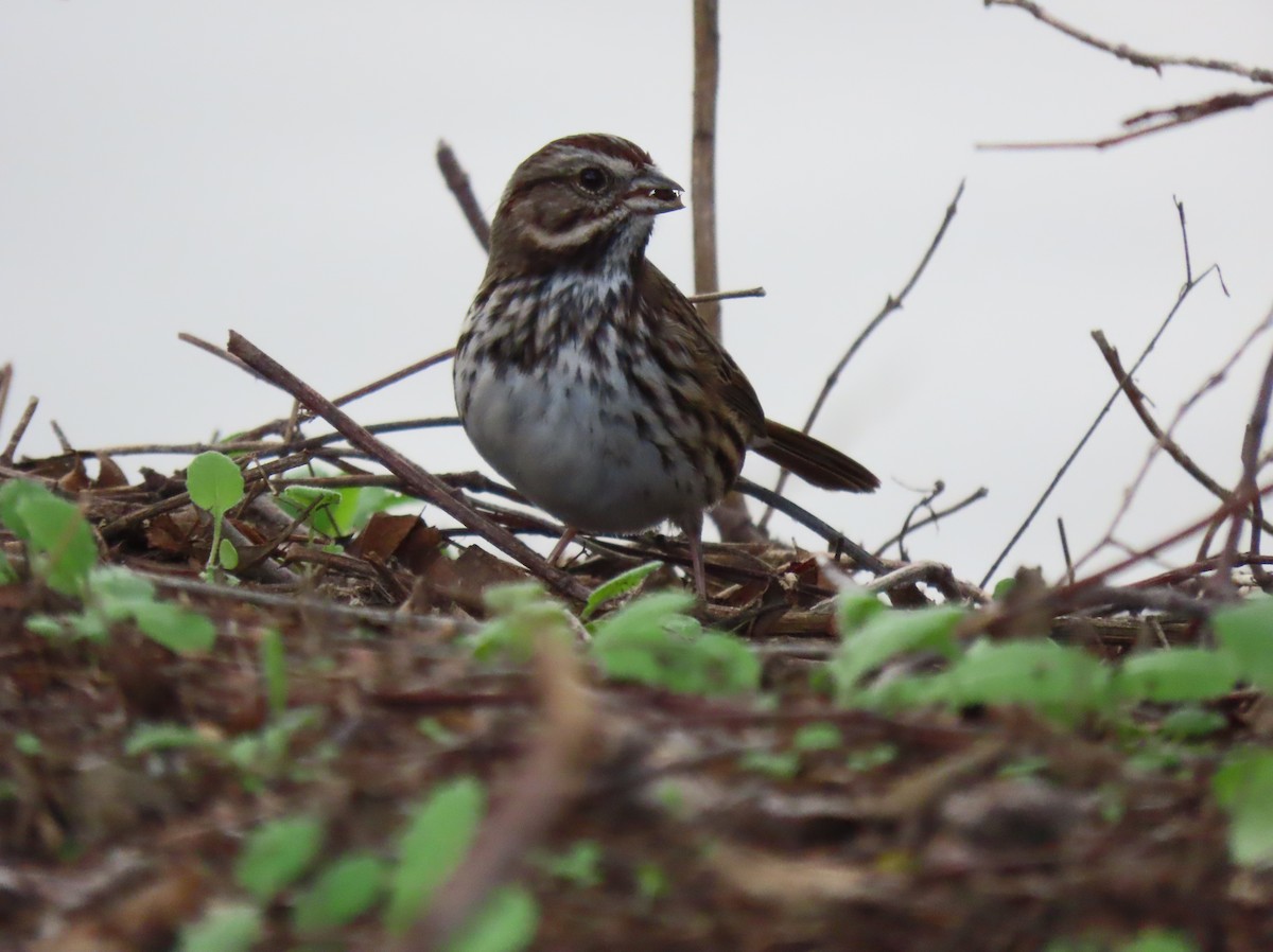 Song Sparrow - ML645686814