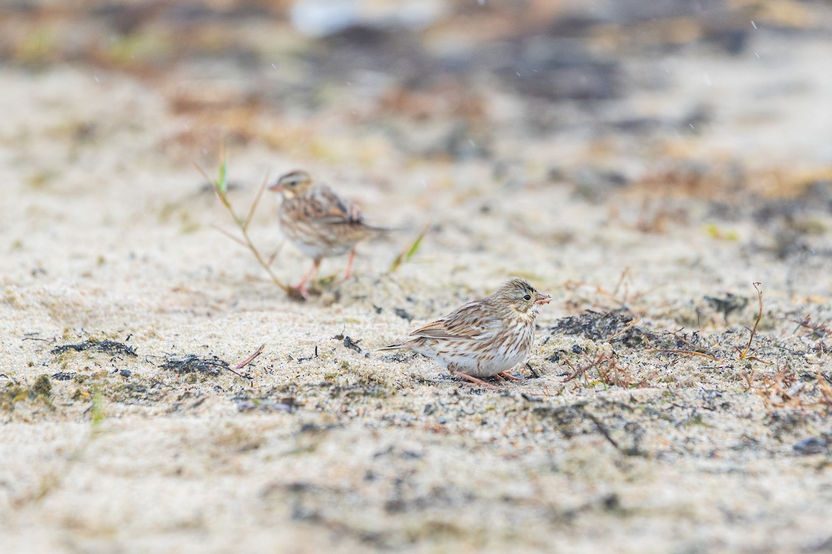 Savannah Sparrow (Ipswich) - ML645686822