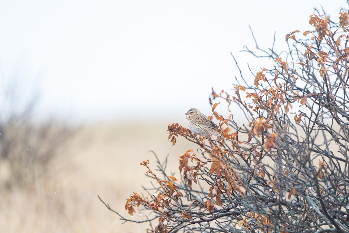 Savannah Sparrow (Ipswich) - ML645686823