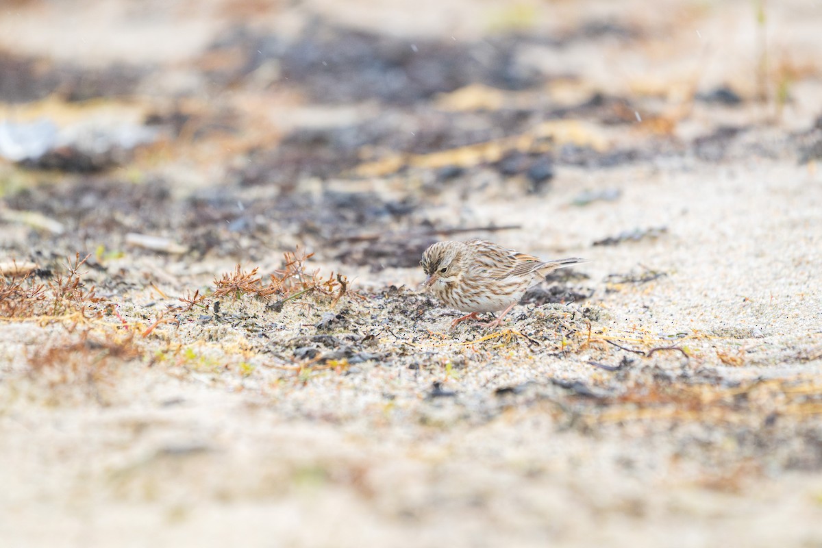 Savannah Sparrow (Ipswich) - ML645686824