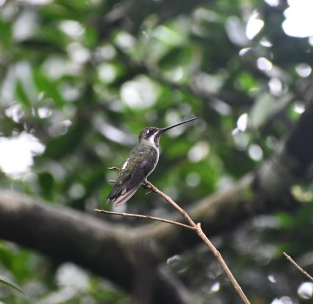 ムジボウシノドフサハチドリ - ML645686825