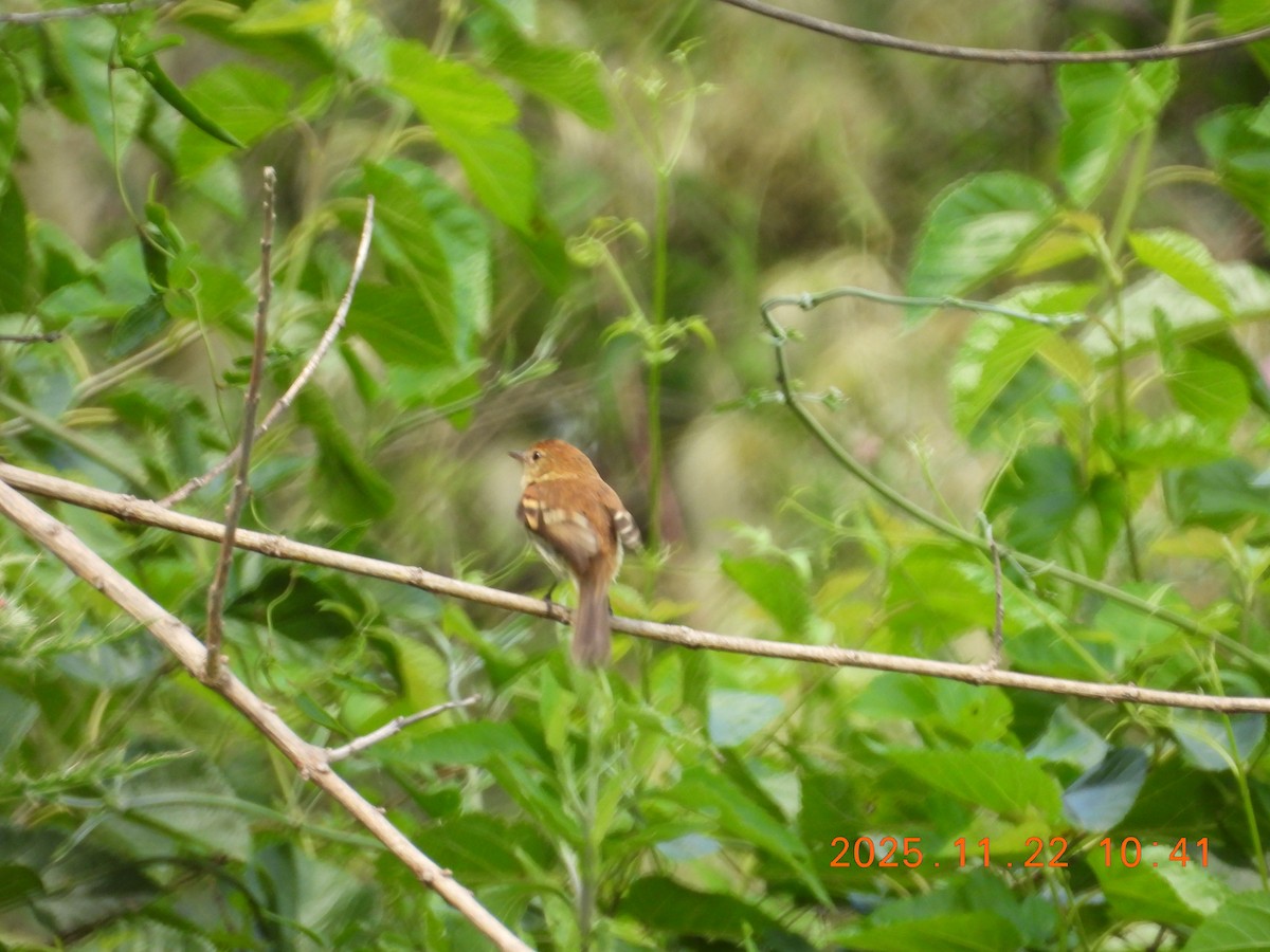 Bran-colored Flycatcher - ML645686827