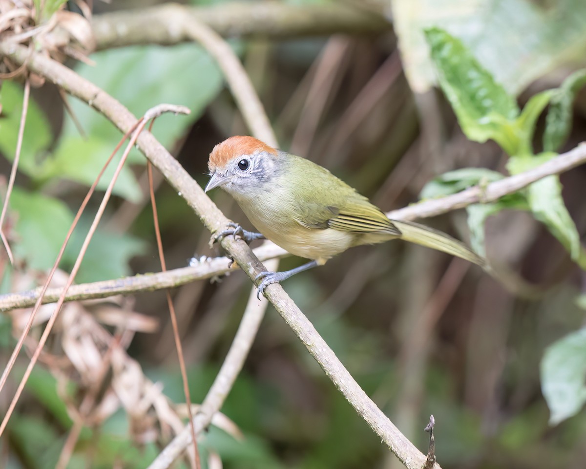Rufous-crowned Greenlet - ML645686828