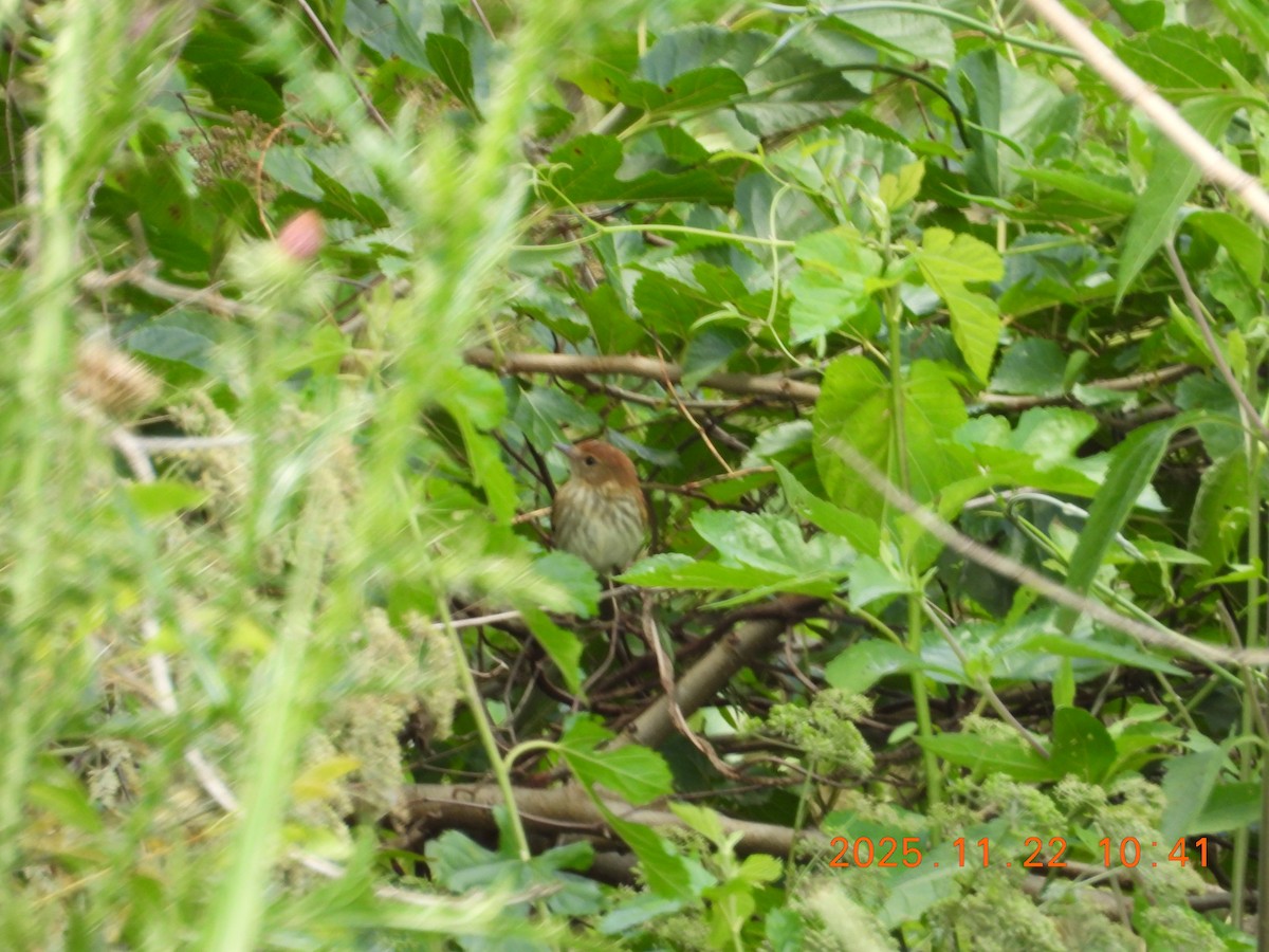 Bran-colored Flycatcher - ML645686829