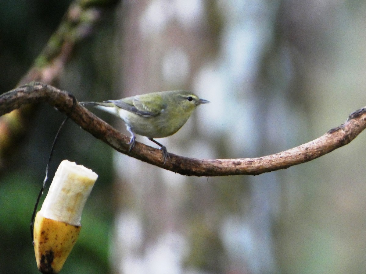 Tennessee Warbler - ML645686830