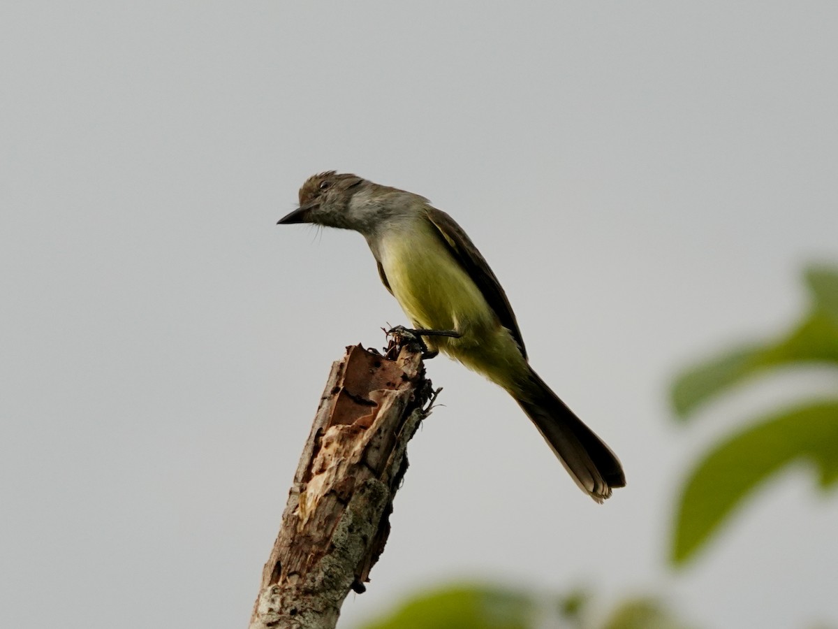 Short-crested Flycatcher - ML645686831