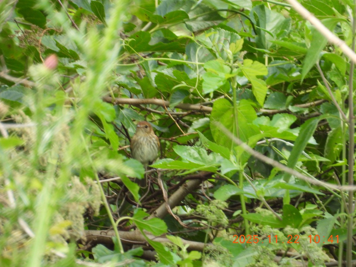 Bran-colored Flycatcher - ML645686832