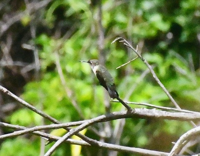 Ruby-throated Hummingbird - ML645686833