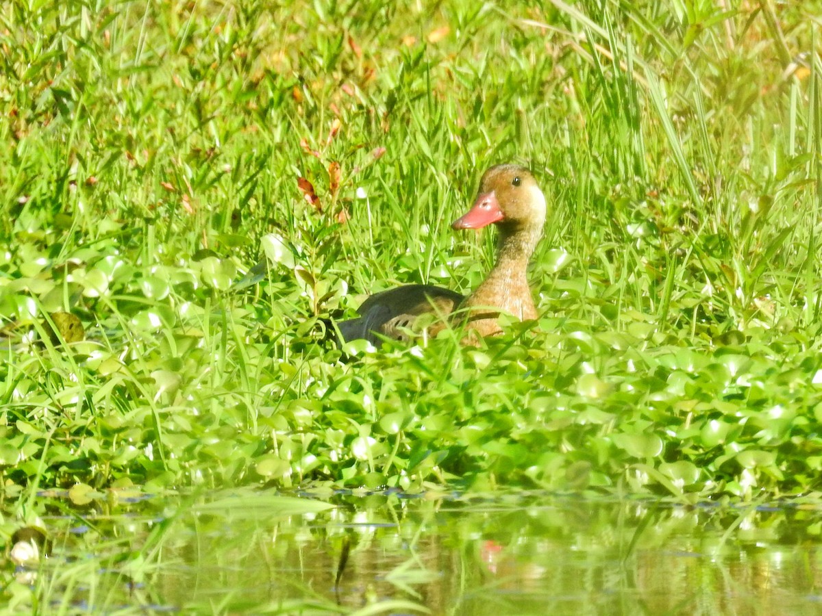 Brazilian Teal - ML645686836