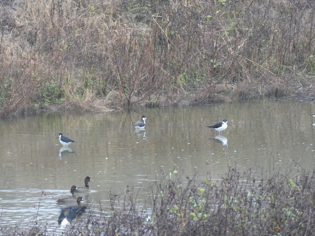 Black-necked Stilt - ML645686837