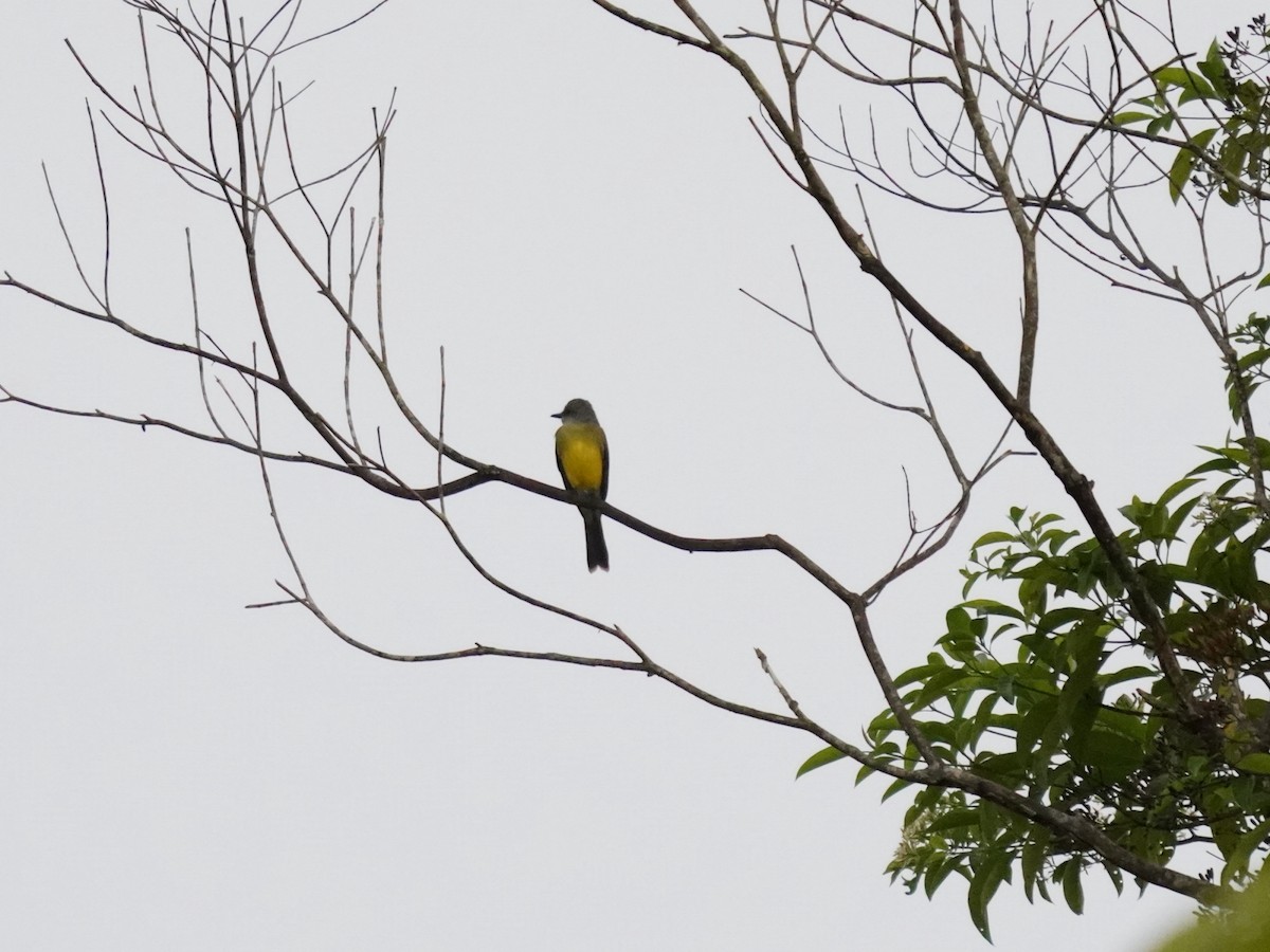 Tropical Kingbird - ML645686840