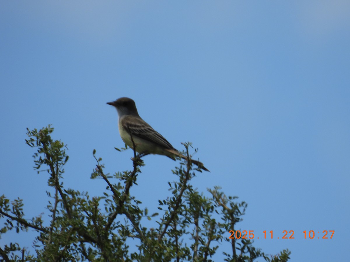Swainson's Flycatcher - ML645686842