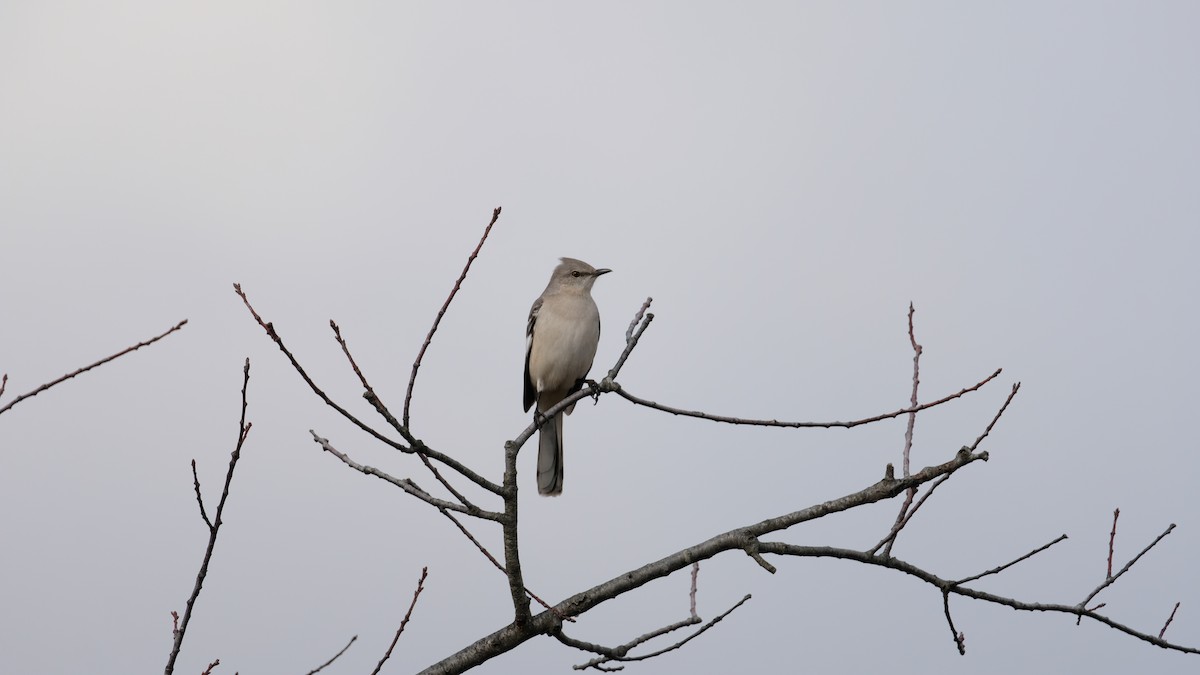 Northern Mockingbird - ML645686843