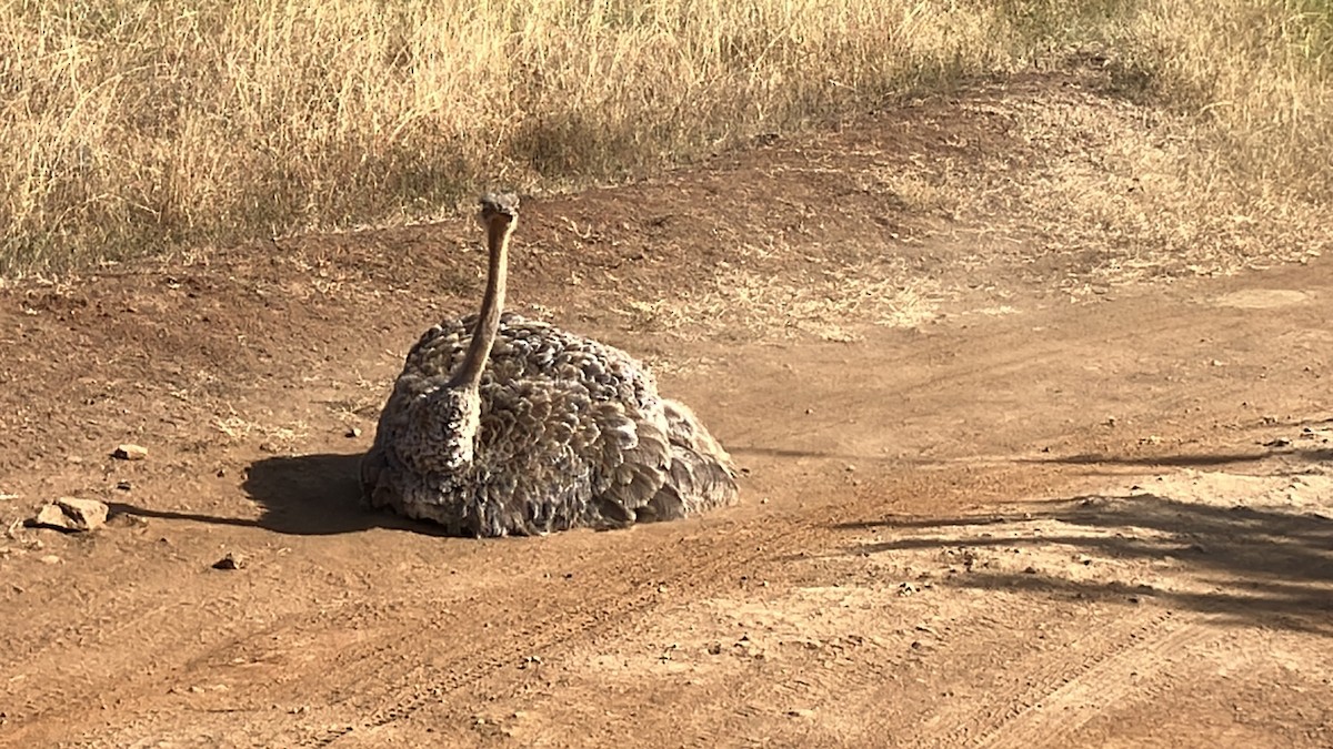 Common Ostrich - ML645686844