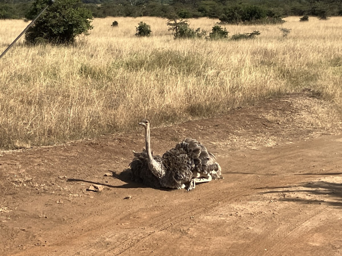 Common Ostrich - ML645686845