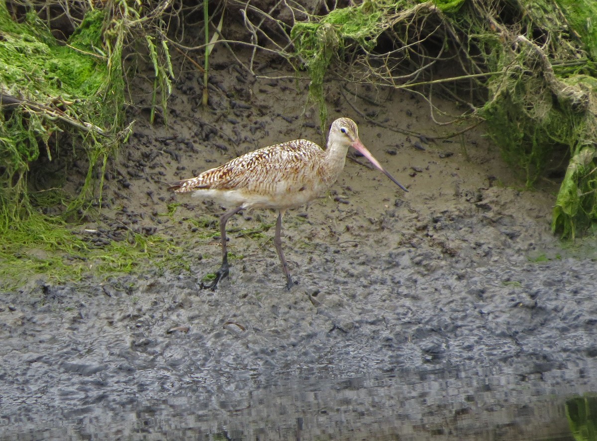 Marbled Godwit - ML645686846