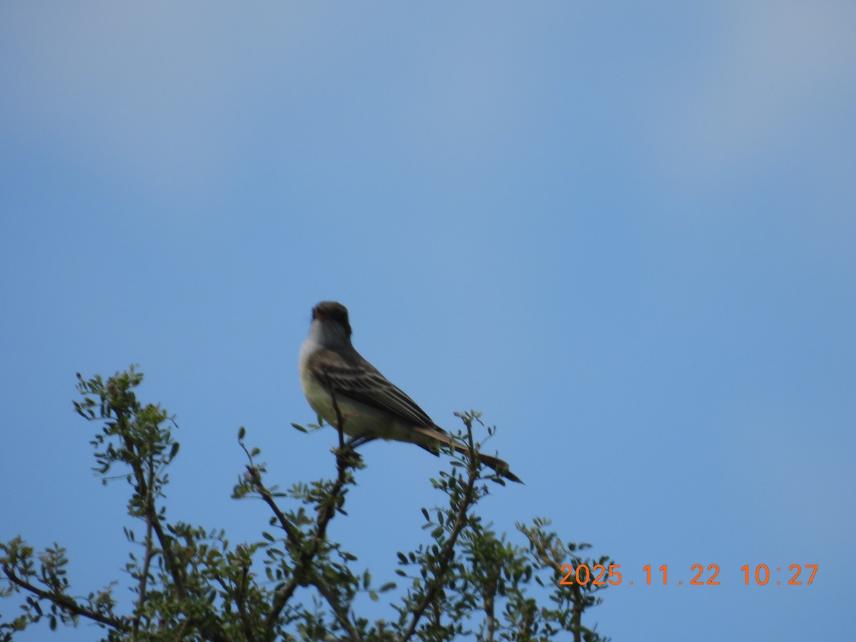 Swainson's Flycatcher - ML645686847