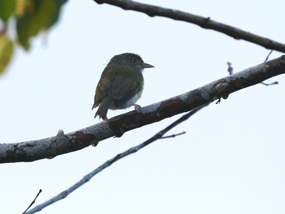 Gray-chested Greenlet - ML645686848