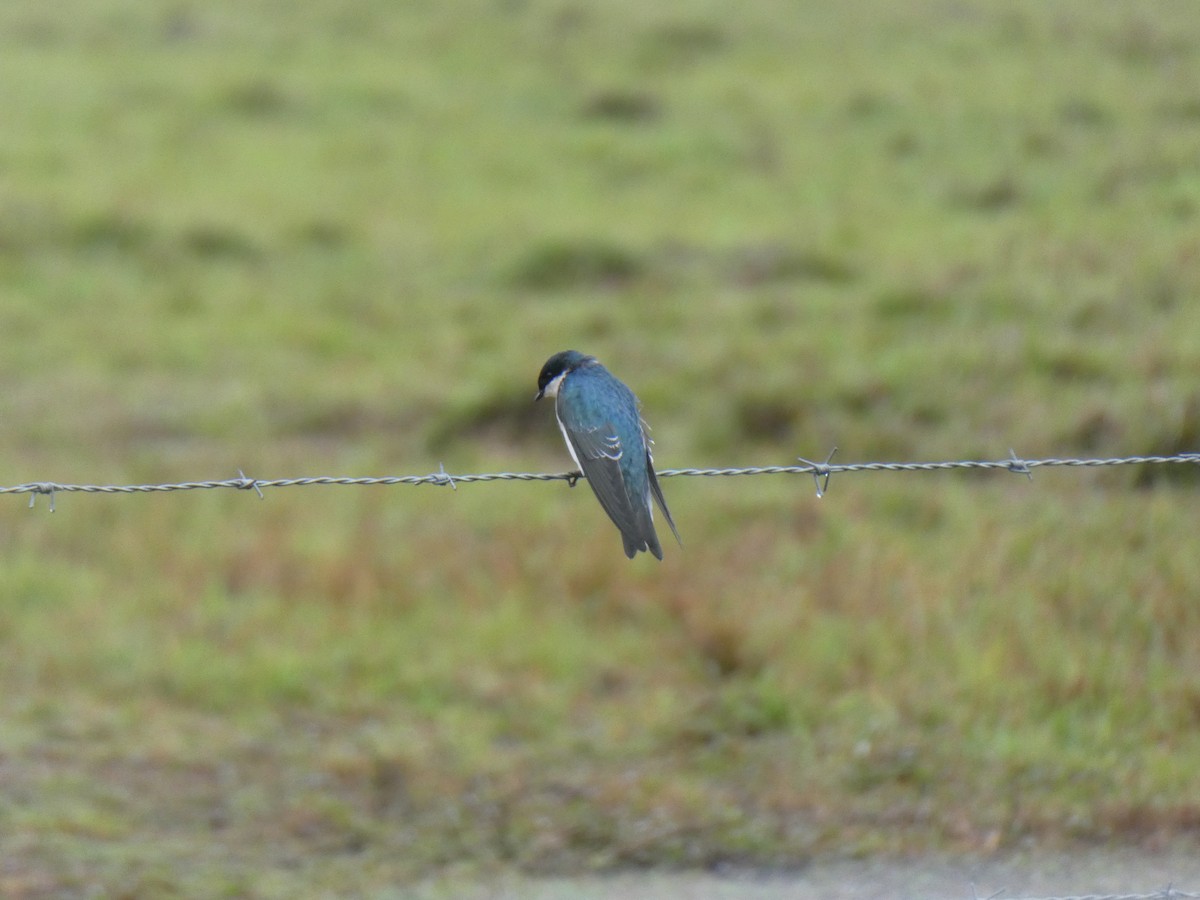 Tree Swallow - ML645686850