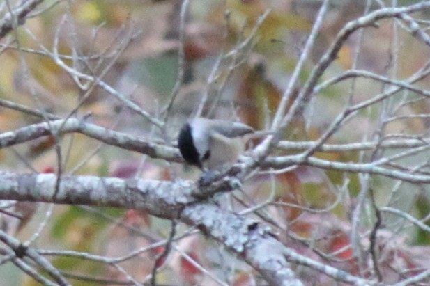 Carolina Chickadee - ML645686851