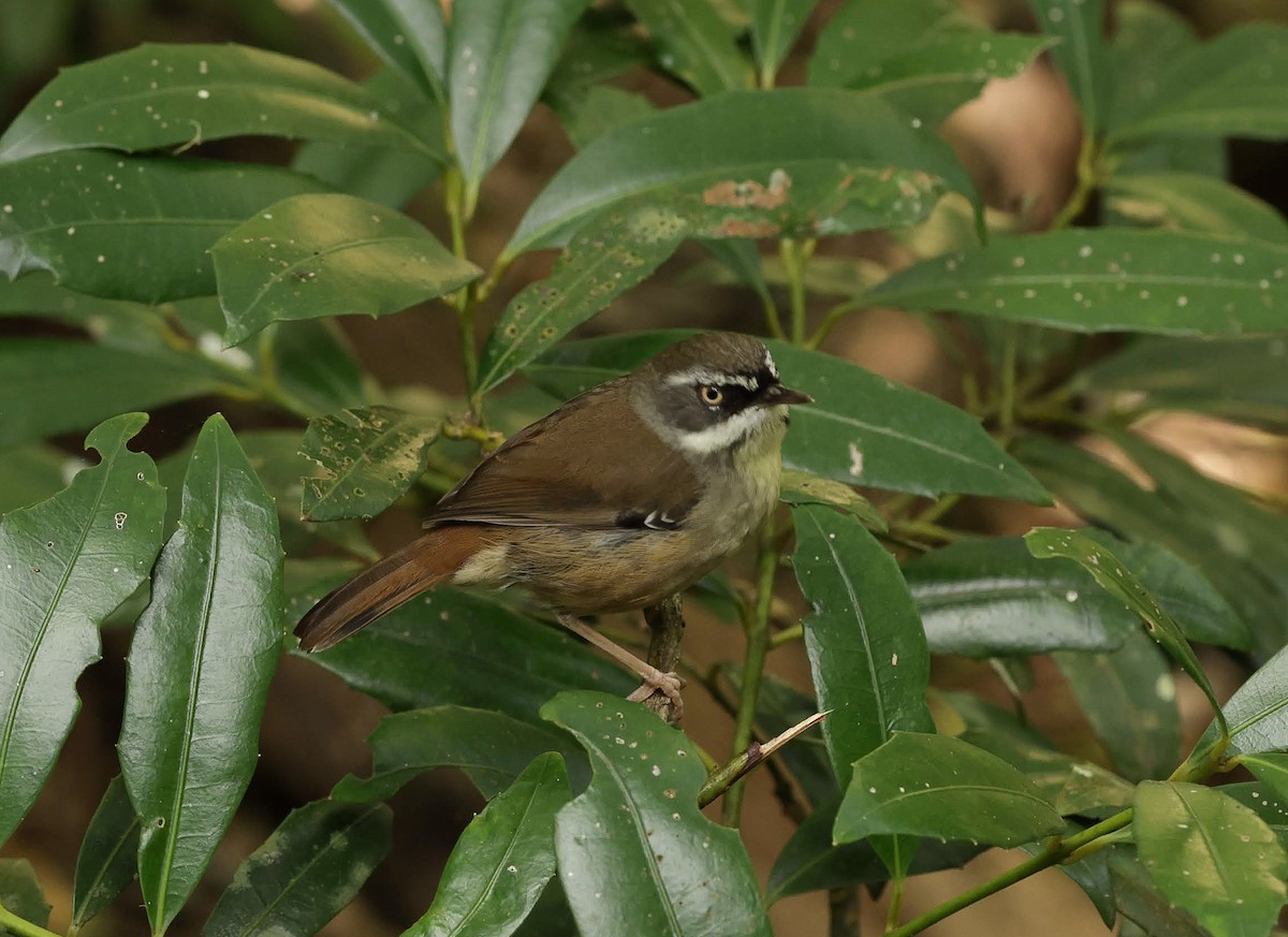 Gray Fantail - ML645686852