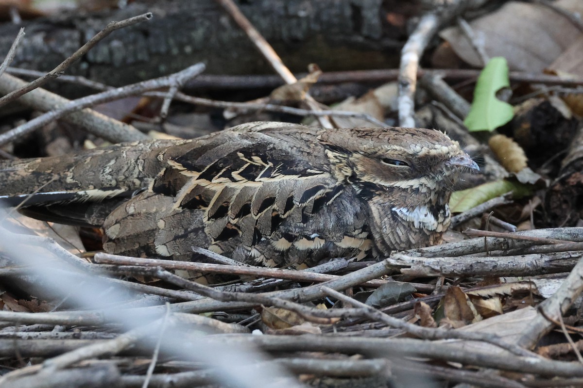 Common Pauraque - ML645686853