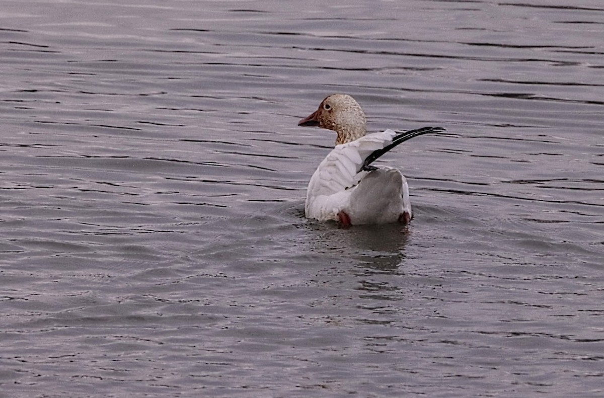 Snow Goose - ML645686860
