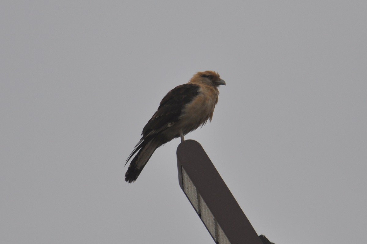 Yellow-headed Caracara - ML645686861
