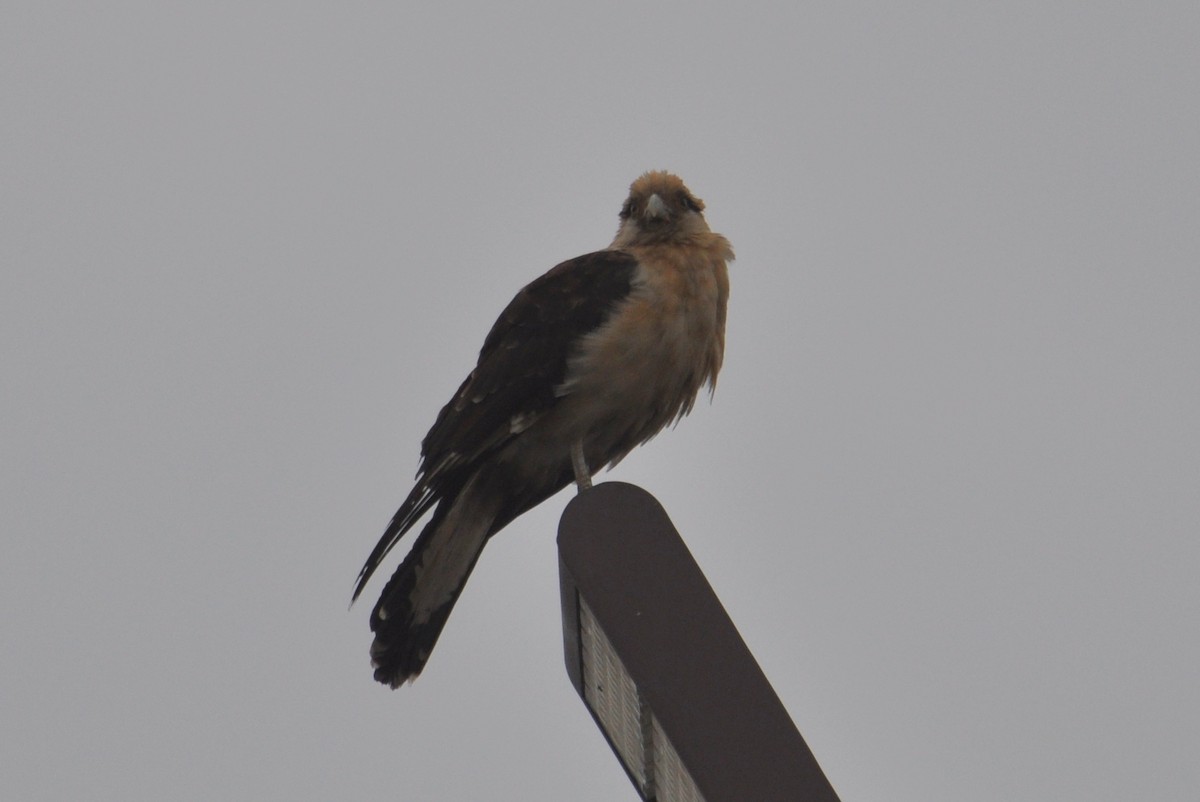 Yellow-headed Caracara - ML645686862