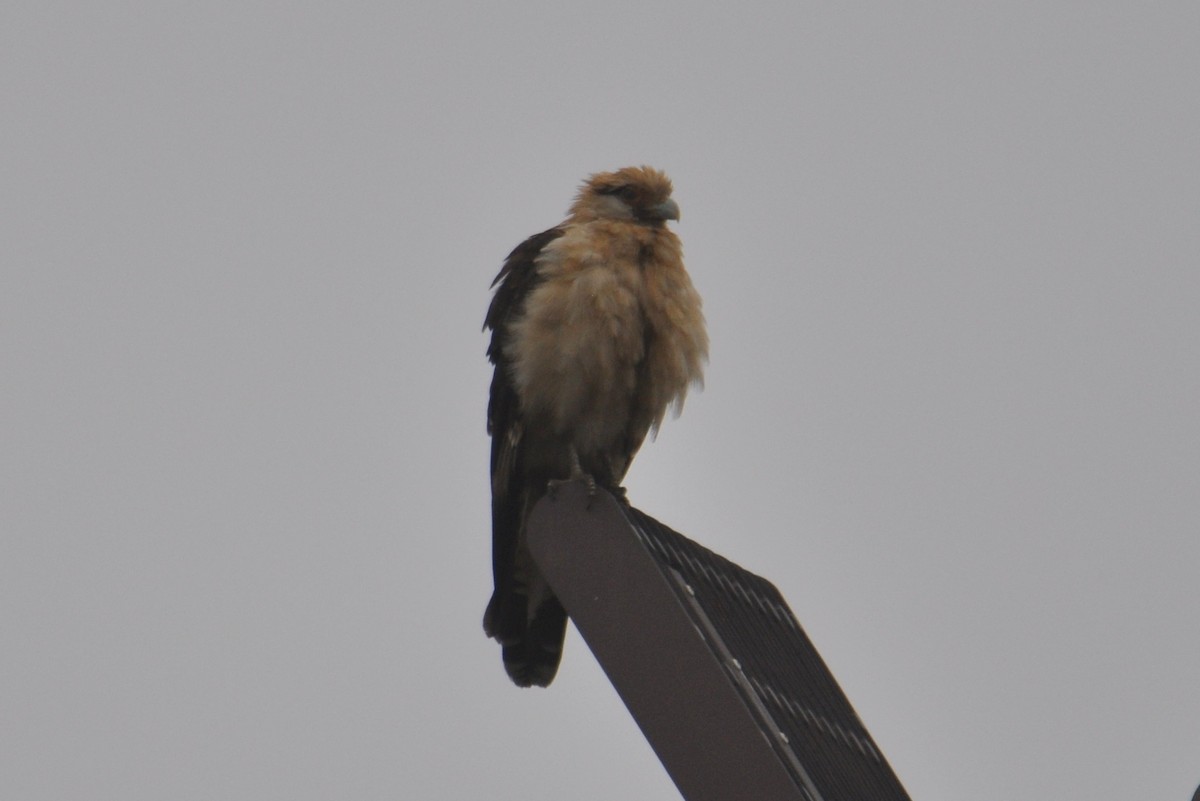 Yellow-headed Caracara - ML645686863