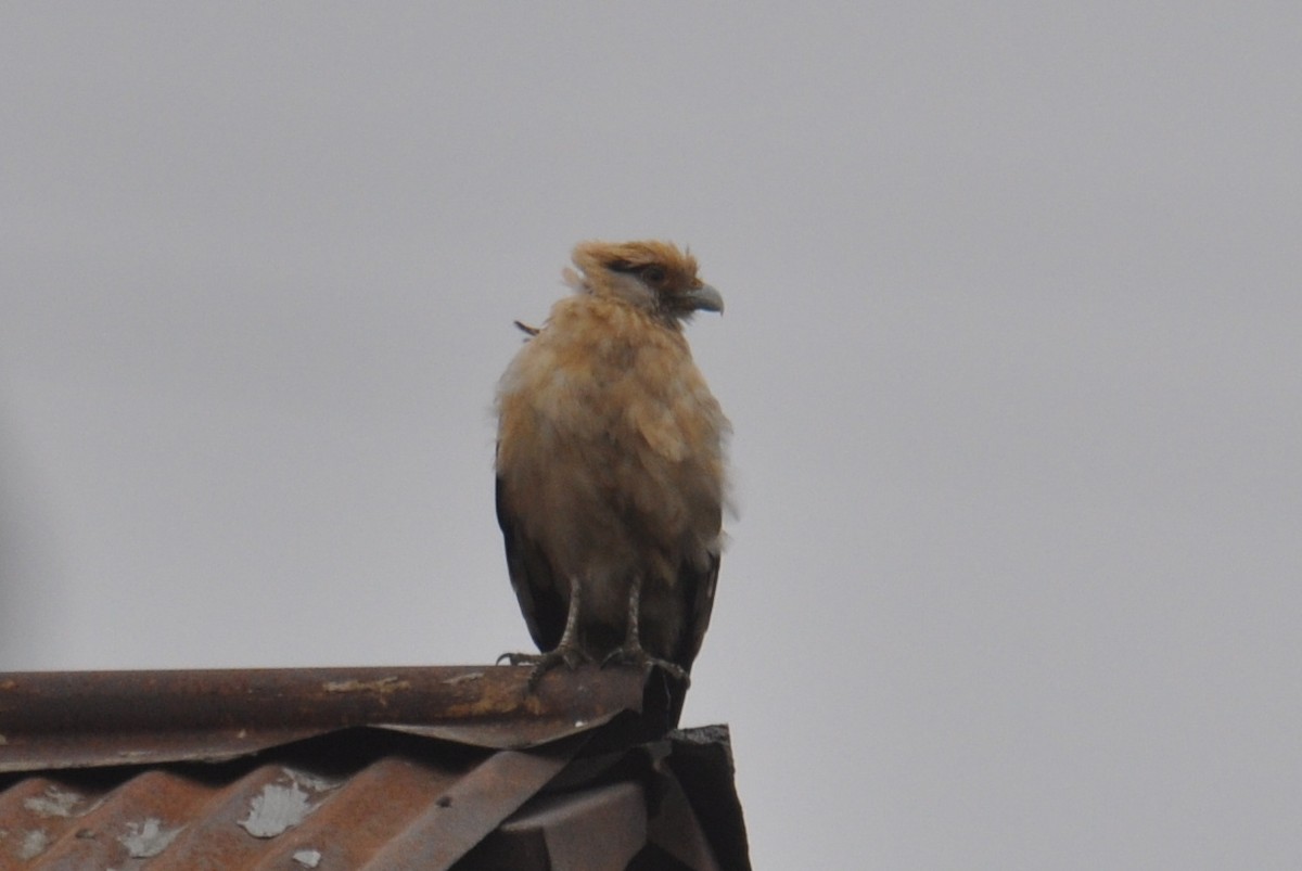 Yellow-headed Caracara - ML645686864