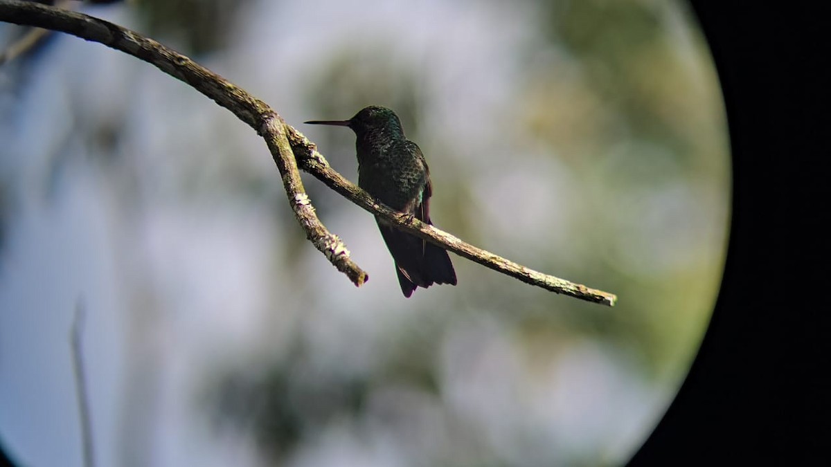 エンビヒメエメラルドハチドリ - ML645686865