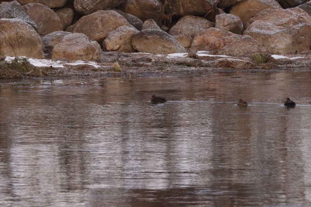 Ahate iluna - ML645686873