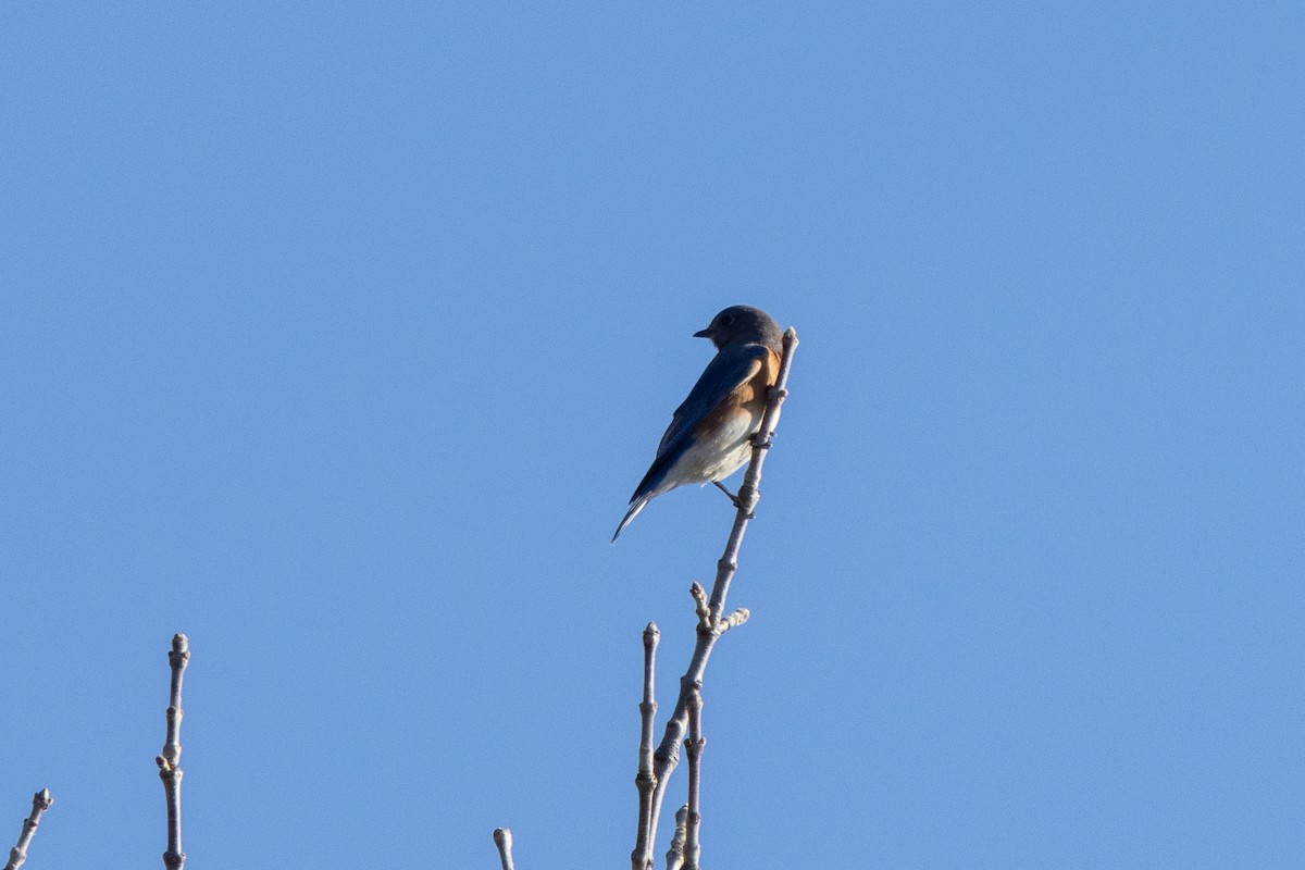 salašník modrý - ML645686874