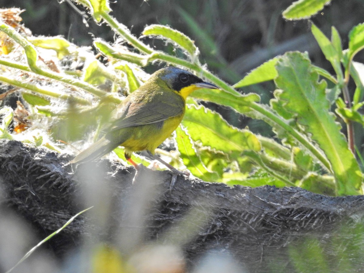 Southern Yellowthroat - ML645686876
