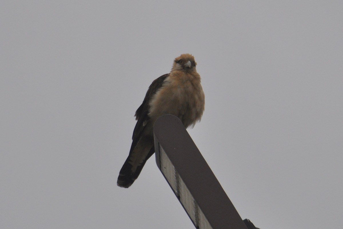 Yellow-headed Caracara - ML645686880