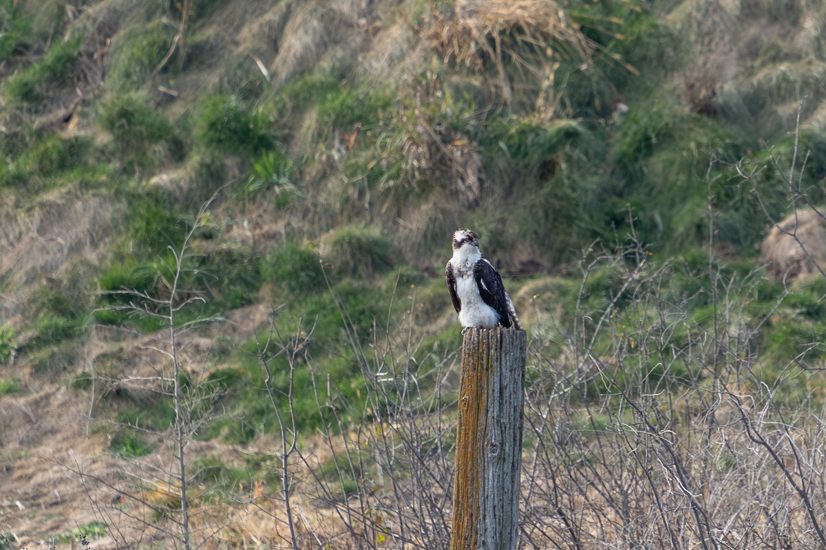 魚鷹 - ML645686882