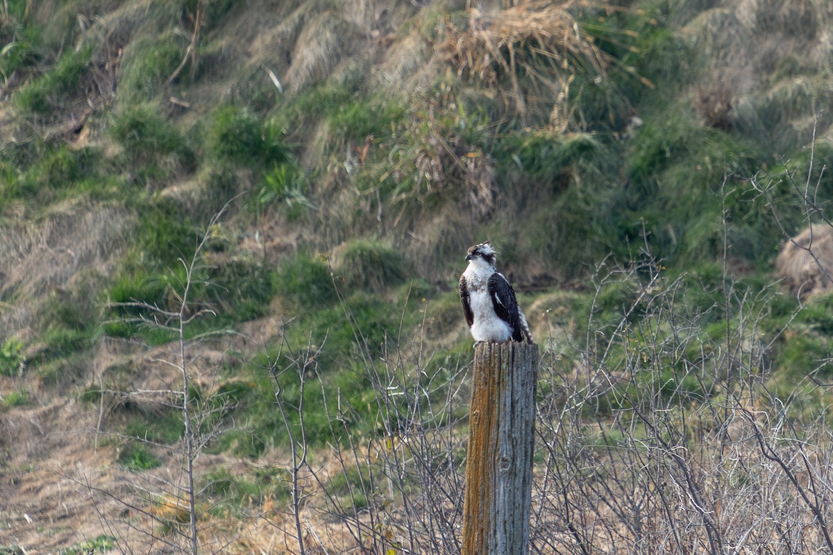 魚鷹 - ML645686883