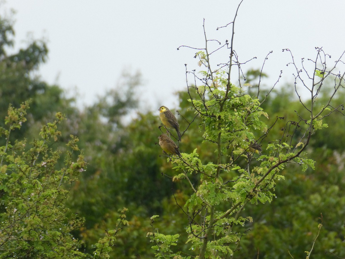 Grassland Yellow-Finch - ML645686885
