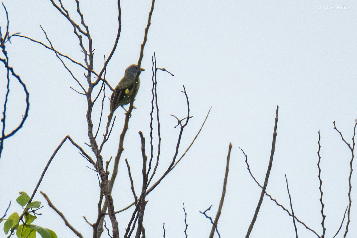 gulvingetanagar - ML645686886