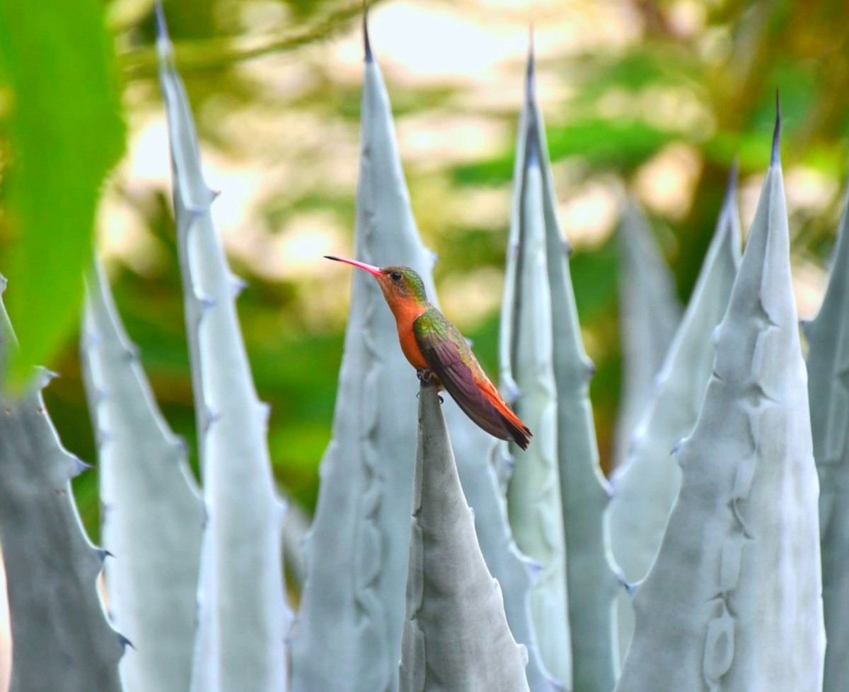 ニッケイハチドリ - ML645686887