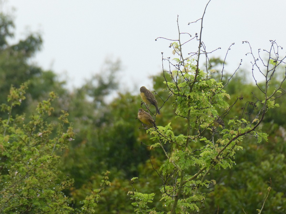 Grassland Yellow-Finch - ML645686889