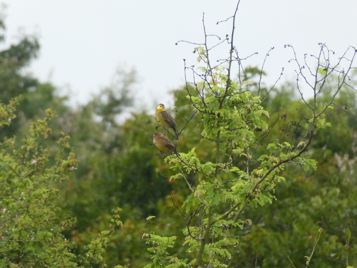 Grassland Yellow-Finch - ML645686898