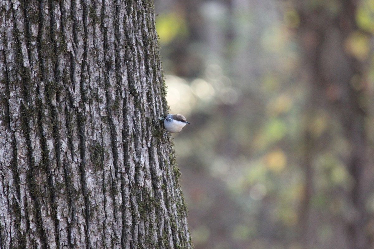 Sittelle à tête brune - ML645686908