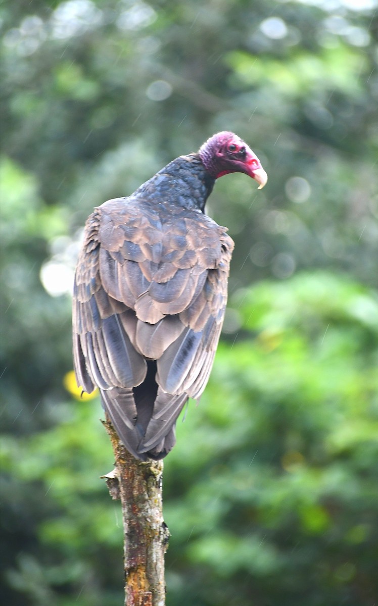 ヒメコンドル - ML645686911