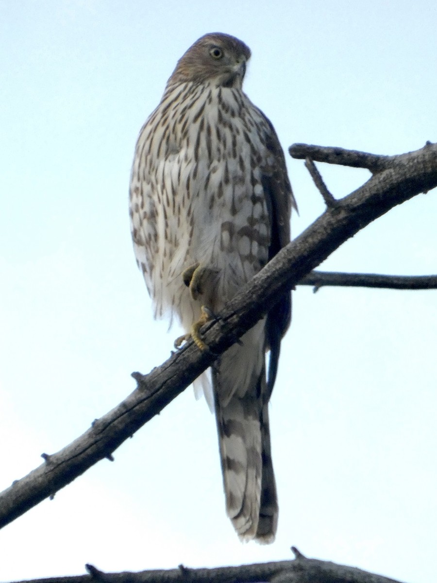 Cooper's Hawk - ML645686914